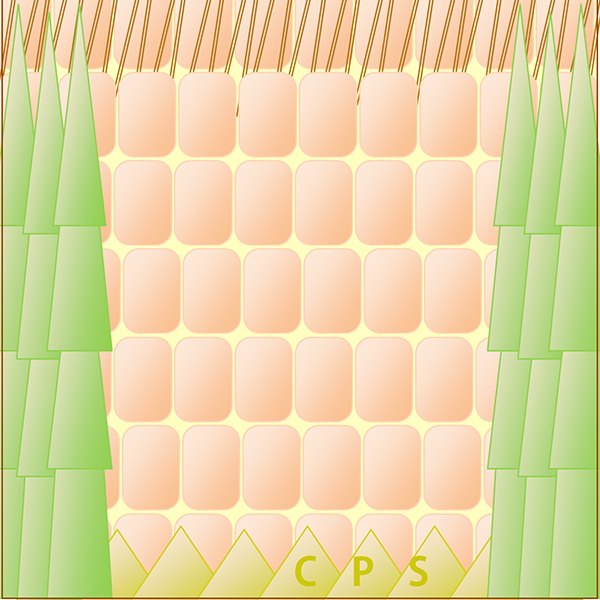 Die Quadratur der Meise