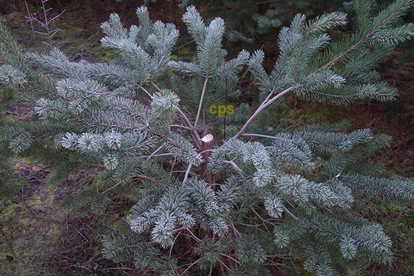 wild abgesägte Tanne