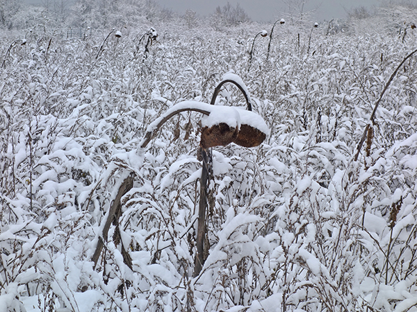 zwei abgestorbene Sonnenblumen einander zugeneigt, im Schnee zwei abgestorbene Sonnenblumen einander zugeneigt, im Schnee