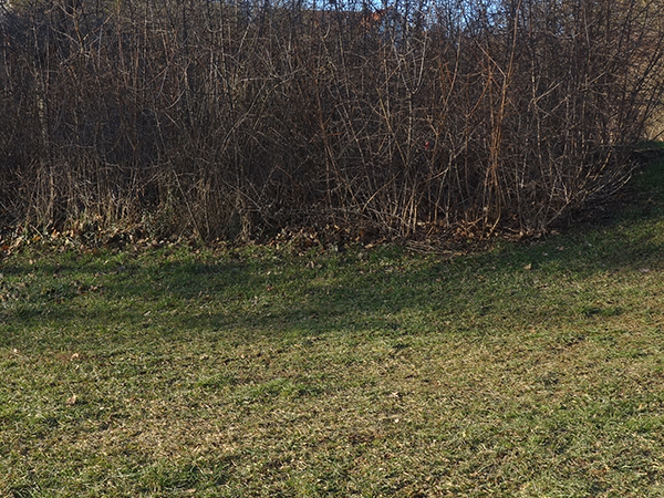 die Wiese, wo der Schneemann stand die Wiese, wo der Schneemann stand