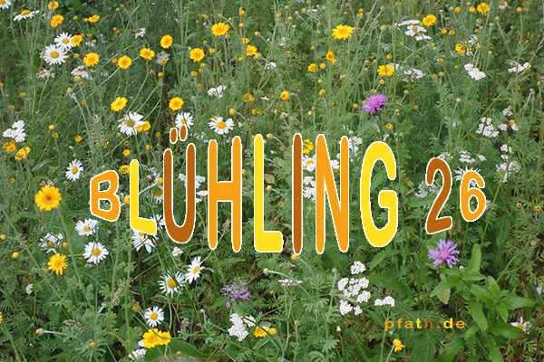 Blumenwiese am Radweg