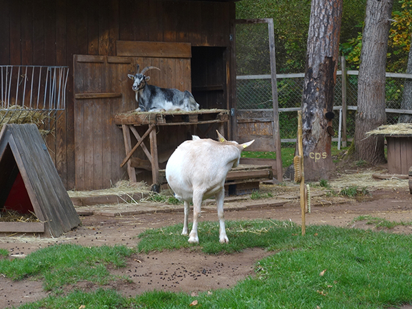 Ziege mit drei Beinen
