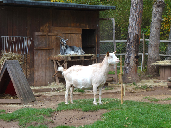 Ziege mit vier Beinen
