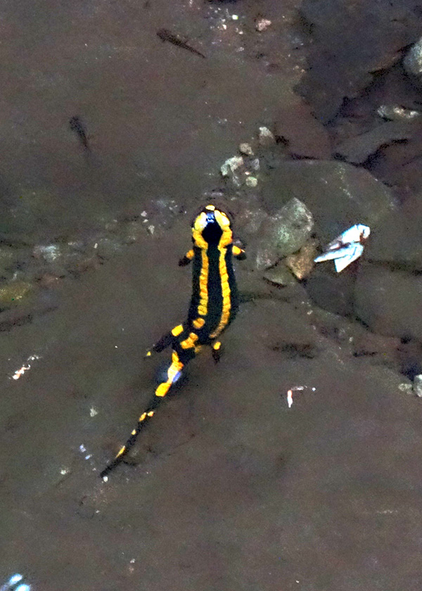 Feuersalamander